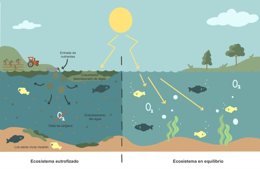 Proceso de eutrofización